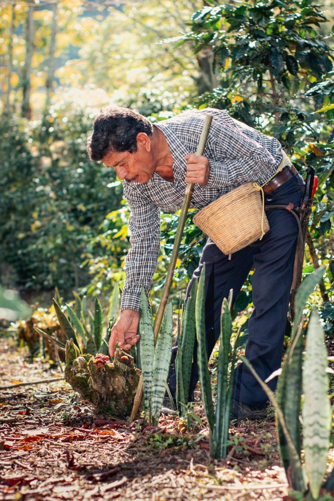 café vs thé : photographie d'une personne récoltant du café